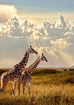 Africa tours